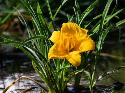 A glass of water and a green plant